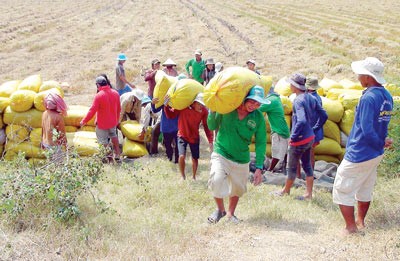 Farmer harvest winter spring rice in Long An Province (Photo: SGGP)